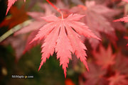 - Acer shirasawanum 'Gloria' Full Moon Japanese Maple - Mr Maple │ Buy Japanese Maple Trees