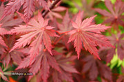 - Acer shirasawanum 'Gloria' Full Moon Japanese Maple - Mr Maple │ Buy Japanese Maple Trees