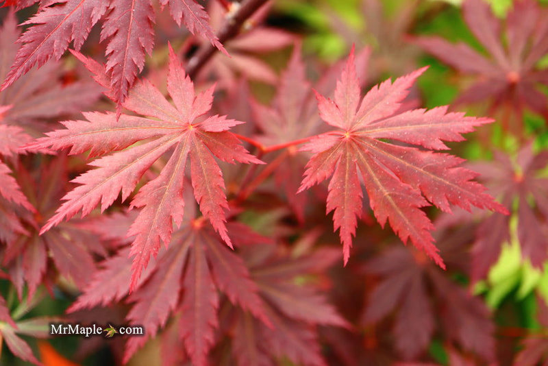 - Acer shirasawanum 'Gloria' Full Moon Japanese Maple - Mr Maple │ Buy Japanese Maple Trees