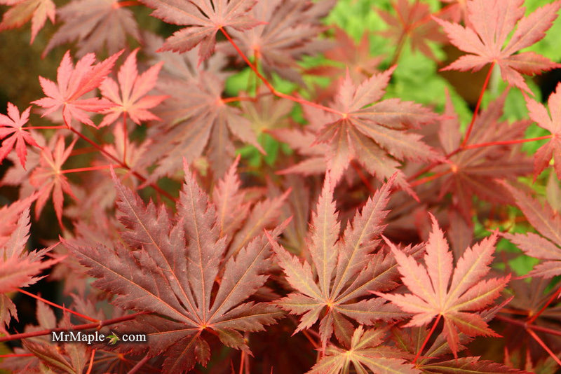 - Acer shirasawanum 'Gloria' Full Moon Japanese Maple - Mr Maple │ Buy Japanese Maple Trees