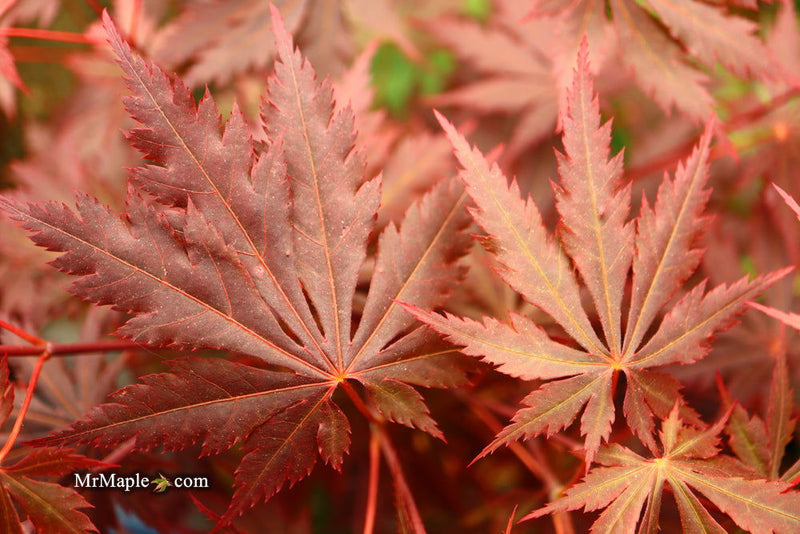 - Acer shirasawanum 'Gloria' Full Moon Japanese Maple - Mr Maple │ Buy Japanese Maple Trees
