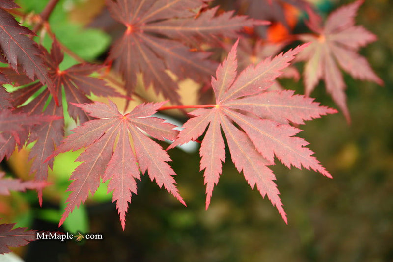 - Acer shirasawanum 'Gloria' Full Moon Japanese Maple - Mr Maple │ Buy Japanese Maple Trees