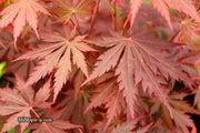 - Acer shirasawanum 'Gloria' Full Moon Japanese Maple - Mr Maple │ Buy Japanese Maple Trees