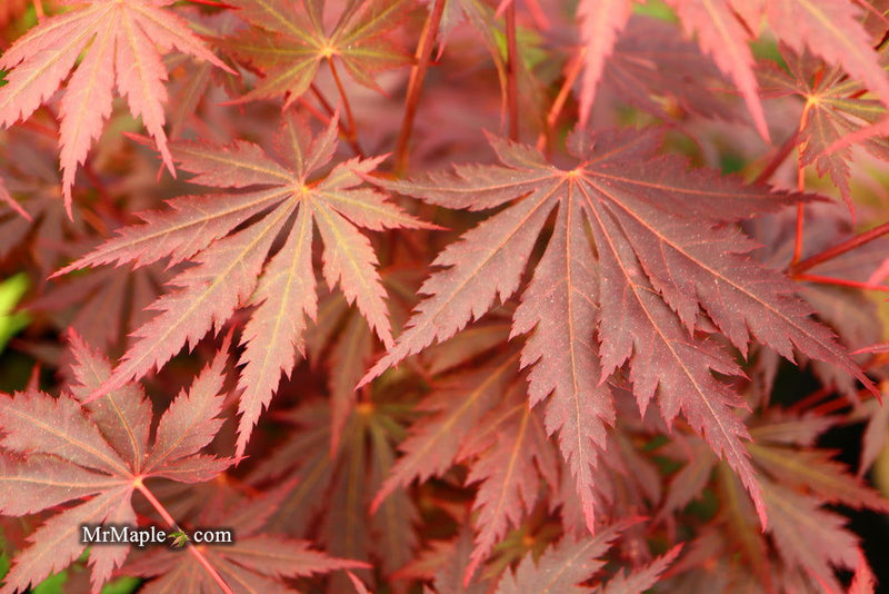 - Acer shirasawanum 'Gloria' Full Moon Japanese Maple - Mr Maple │ Buy Japanese Maple Trees