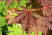 - Acer shirasawanum 'Gloria' Full Moon Japanese Maple - Mr Maple │ Buy Japanese Maple Trees