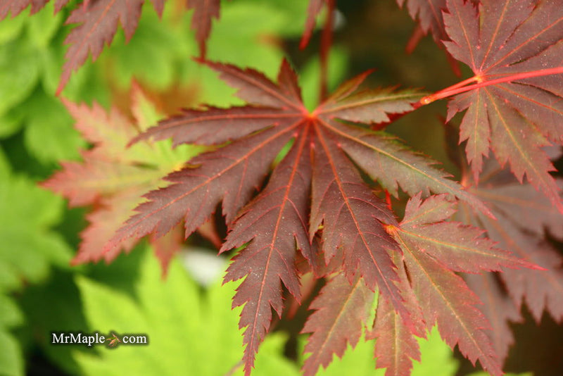 - Acer shirasawanum 'Gloria' Full Moon Japanese Maple - Mr Maple │ Buy Japanese Maple Trees