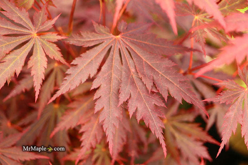 - Acer shirasawanum 'Gloria' Full Moon Japanese Maple - Mr Maple │ Buy Japanese Maple Trees