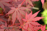 - Acer shirasawanum 'Gloria' Full Moon Japanese Maple - Mr Maple │ Buy Japanese Maple Trees