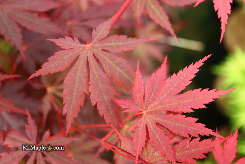 - Acer shirasawanum 'Gloria' Full Moon Japanese Maple - Mr Maple │ Buy Japanese Maple Trees