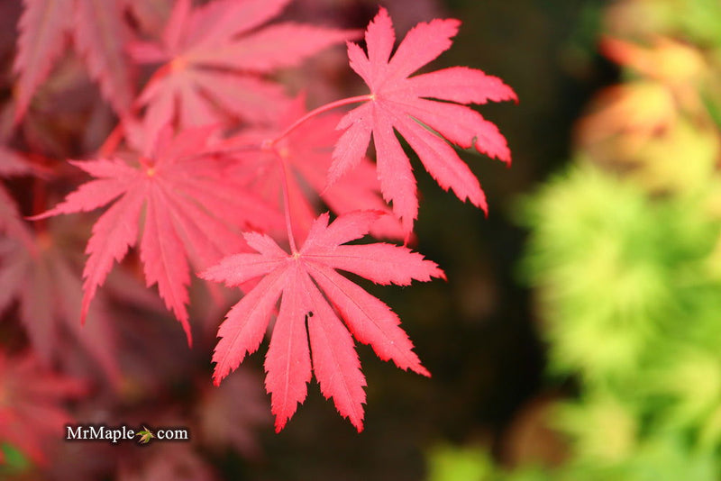 - Acer shirasawanum 'Gloria' Full Moon Japanese Maple - Mr Maple │ Buy Japanese Maple Trees