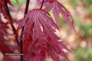 - Acer shirasawanum 'Gloria' Full Moon Japanese Maple - Mr Maple │ Buy Japanese Maple Trees