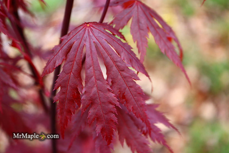 - Acer shirasawanum 'Gloria' Full Moon Japanese Maple - Mr Maple │ Buy Japanese Maple Trees