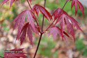 - Acer shirasawanum 'Gloria' Full Moon Japanese Maple - Mr Maple │ Buy Japanese Maple Trees