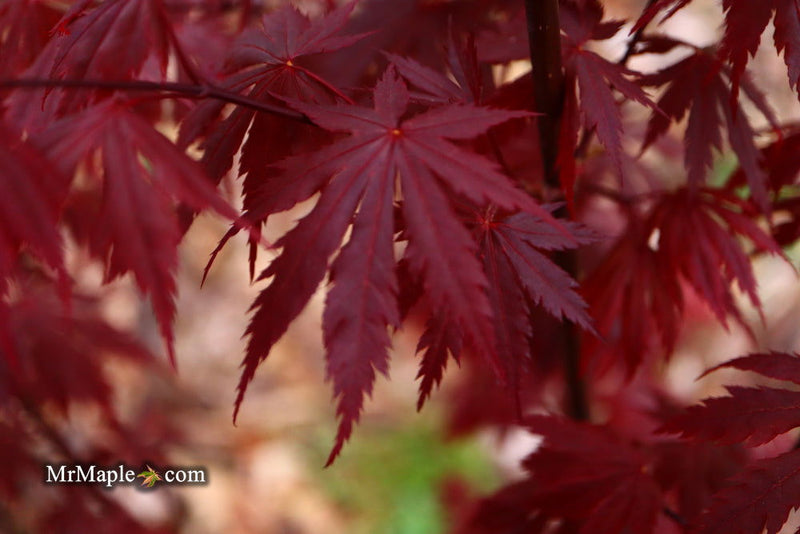 - Acer shirasawanum 'Gloria' Full Moon Japanese Maple - Mr Maple │ Buy Japanese Maple Trees