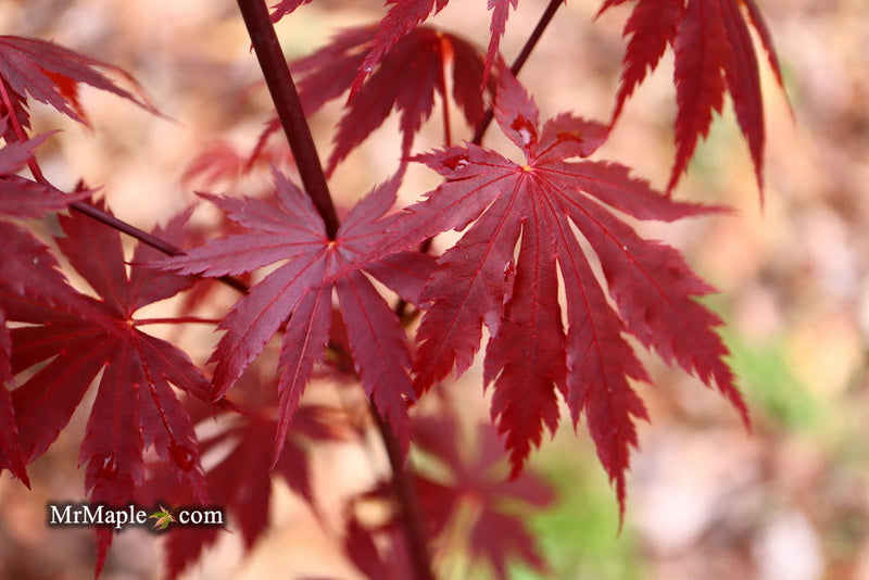 - Acer shirasawanum 'Gloria' Full Moon Japanese Maple - Mr Maple │ Buy Japanese Maple Trees