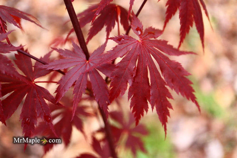- Acer shirasawanum 'Gloria' Full Moon Japanese Maple - Mr Maple │ Buy Japanese Maple Trees
