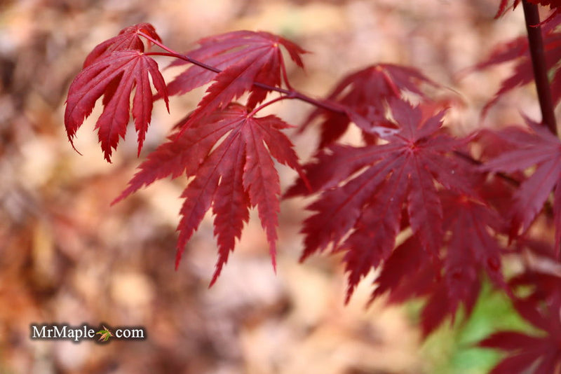 - Acer shirasawanum 'Gloria' Full Moon Japanese Maple - Mr Maple │ Buy Japanese Maple Trees