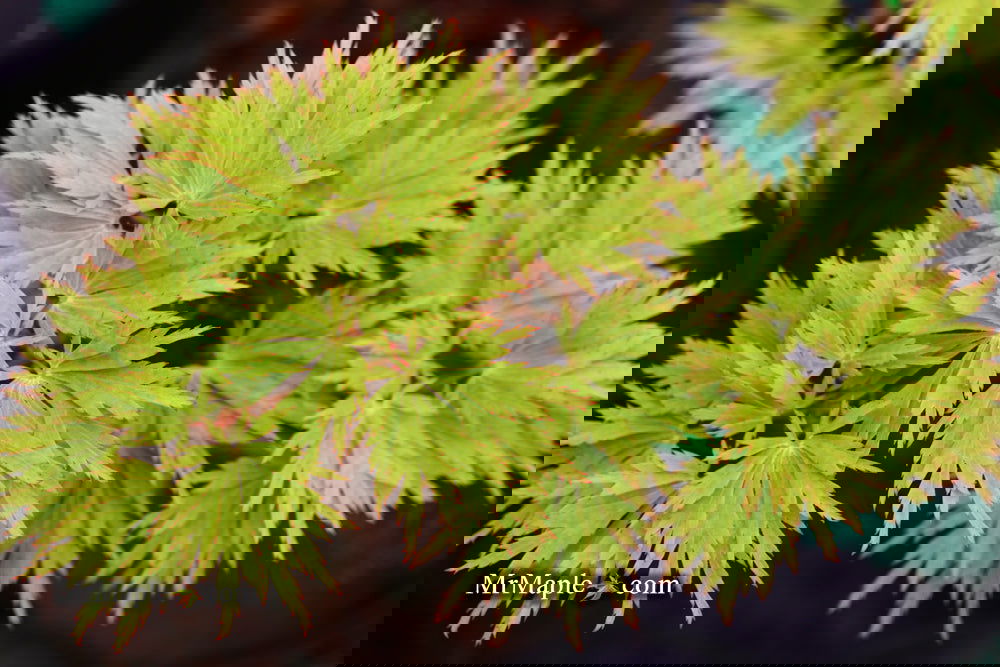 Acer_shirasawanum_Green_Snowfl