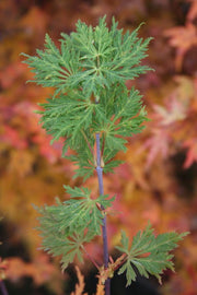 - Acer shirasawanum 'Green Snowflake' Weeping Full Moon Japanese Maple - Mr Maple │ Buy Japanese Maple Trees