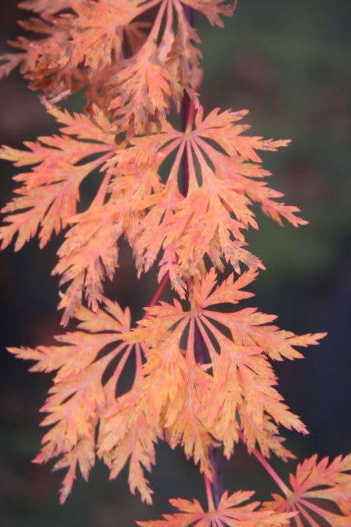 - Acer shirasawanum 'Green Snowflake' Weeping Full Moon Japanese Maple - Mr Maple │ Buy Japanese Maple Trees