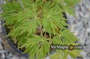 - Acer shirasawanum 'Green Snowflake' Weeping Full Moon Japanese Maple - Mr Maple │ Buy Japanese Maple Trees