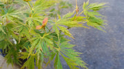- Acer shirasawanum 'Green Snowflake' Weeping Full Moon Japanese Maple - Mr Maple │ Buy Japanese Maple Trees