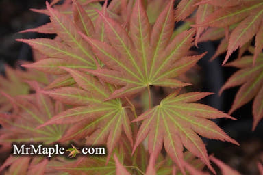 - Acer shirasawanum 'Johin' Full Moon Japanese Maple - Mr Maple │ Buy Japanese Maple Trees