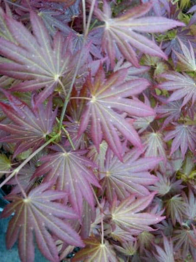 - Acer shirasawanum 'Johin' Full Moon Japanese Maple - Mr Maple │ Buy Japanese Maple Trees