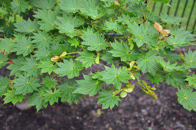 - Acer shirasawanum 'Junihitoe' Full Moon Japanese Maple - Mr Maple │ Buy Japanese Maple Trees