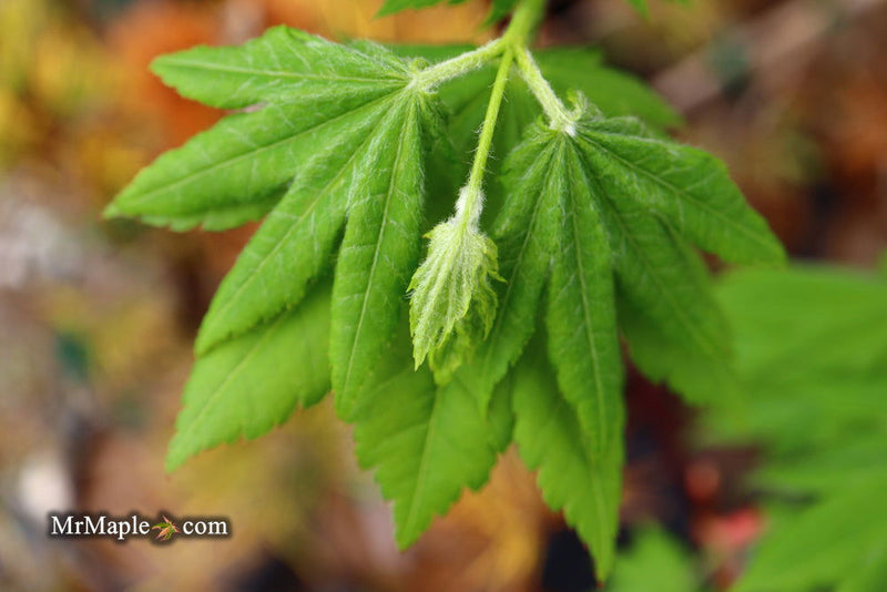 - Acer shirasawanum 'Junihitoe' Full Moon Japanese Maple - Mr Maple │ Buy Japanese Maple Trees