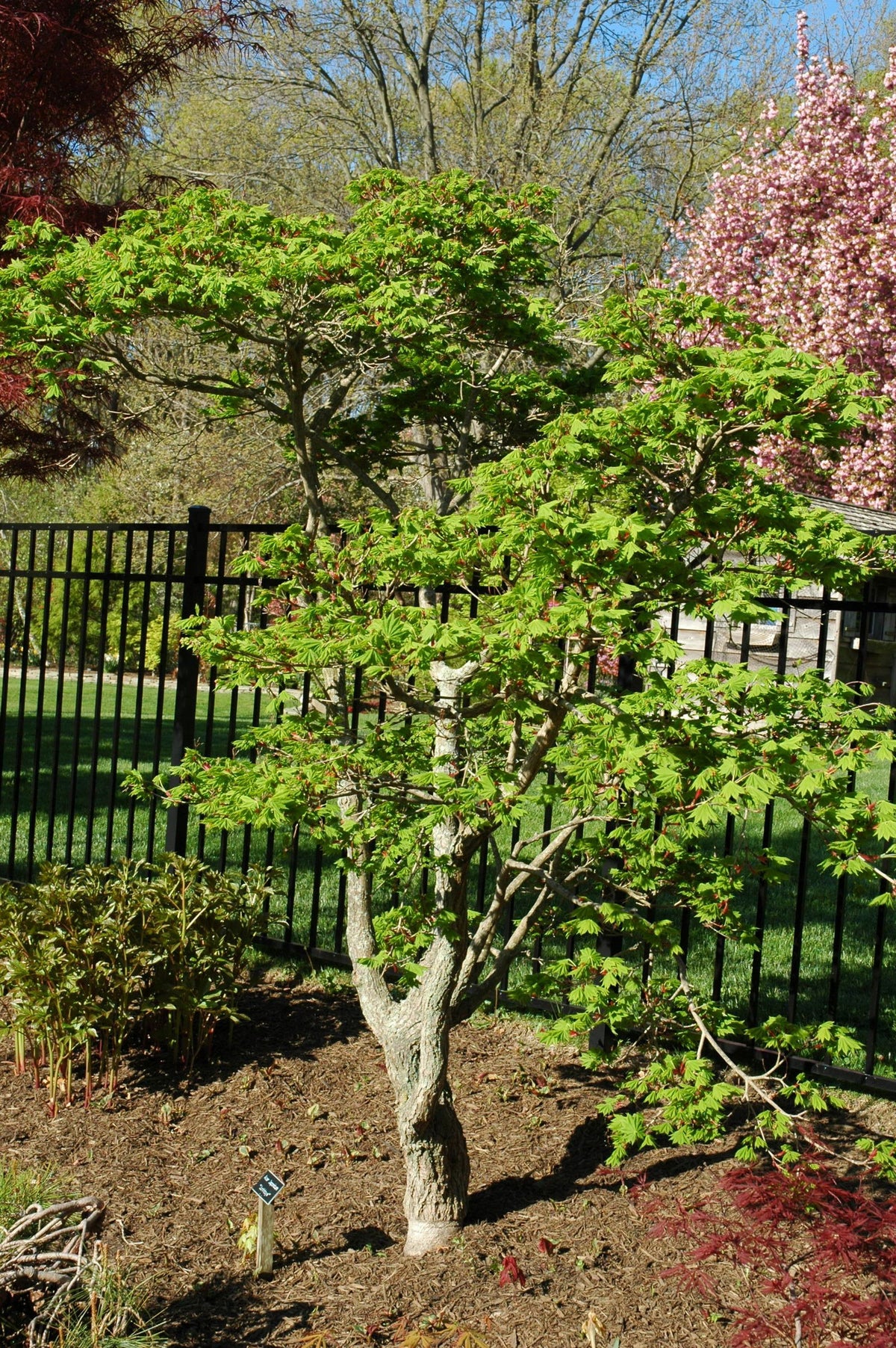 メープル 様 Buy Seedlings from Acer shirasawanum Junihitoye Full Moon Japanese