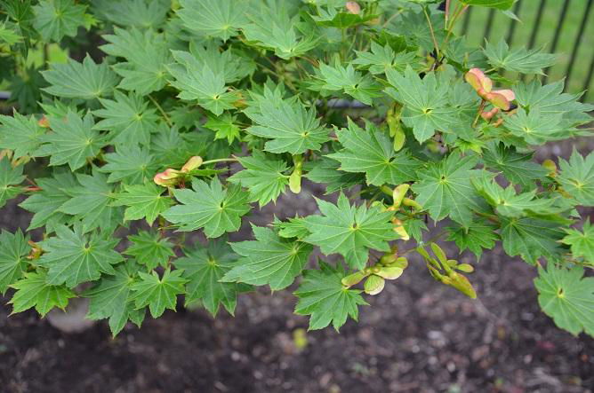 メープル 様 Buy Seedlings from Acer shirasawanum Junihitoye Full Moon Japanese