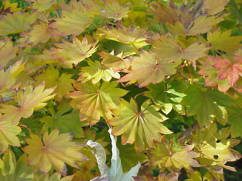 Buy Seedlings from Acer shirasawanum Junihitoye Full Moon Japanese