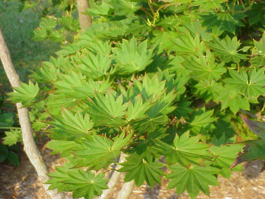 Buy Seedlings from Acer shirasawanum Junihitoye Full Moon Japanese