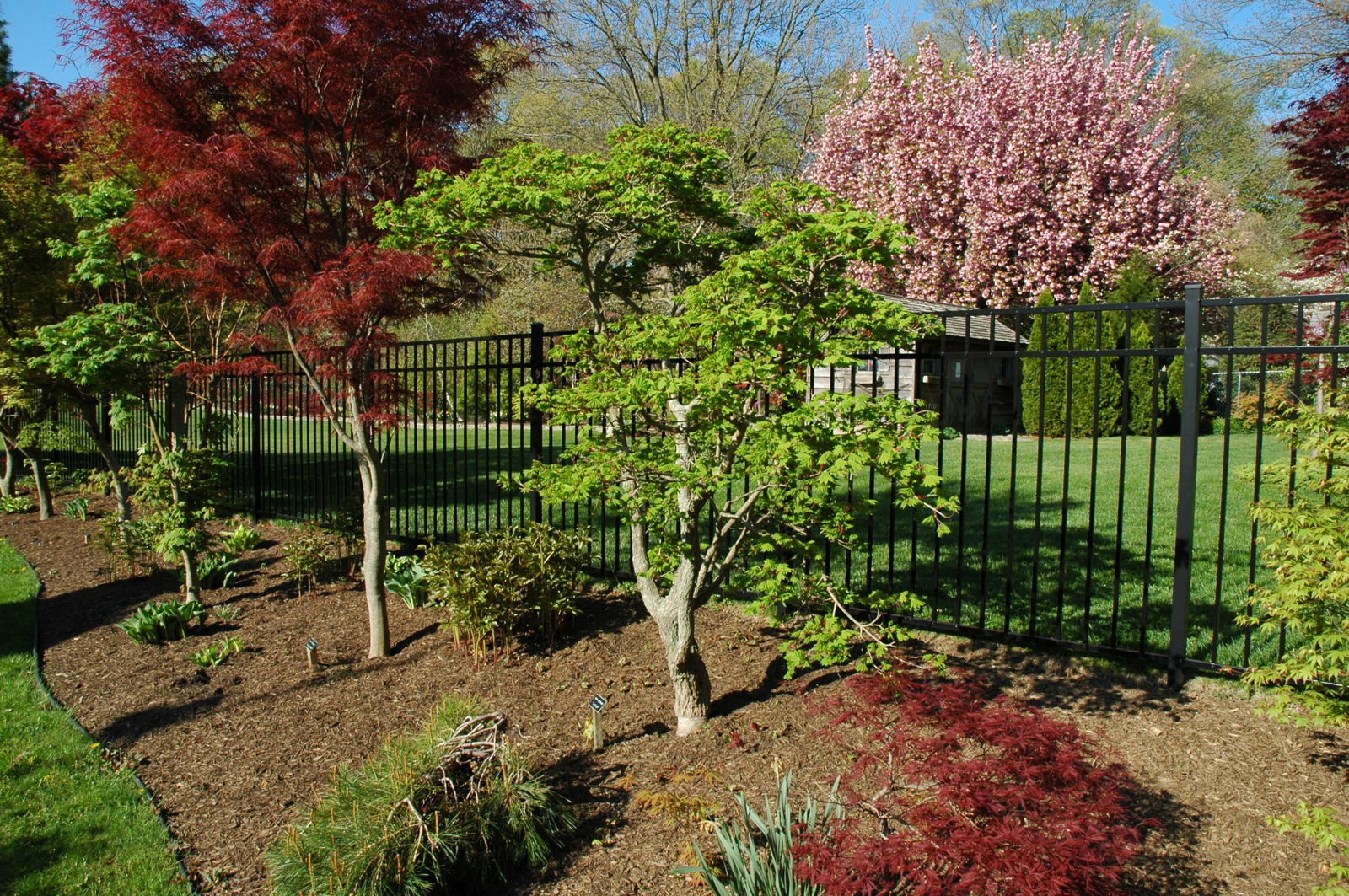Buy Seedlings from Acer shirasawanum Junihitoye Full Moon Japanese