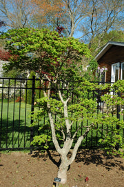 - Acer shirasawanum Junihitoe Seedlings Full Moon Japanese Maple - Mr Maple │ Buy Japanese Maple Trees