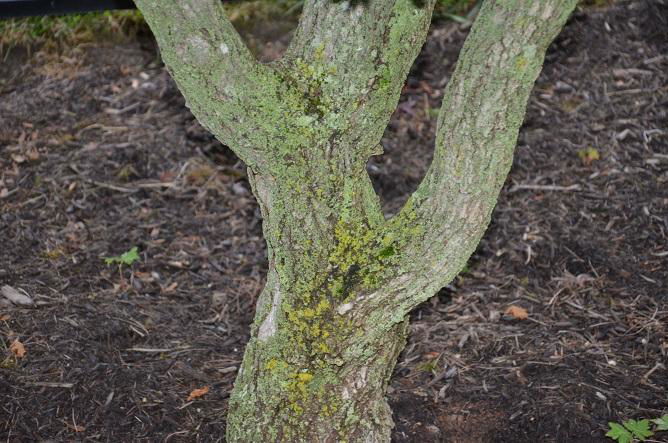 Buy Seedlings from Acer shirasawanum Junihitoye Full Moon Japanese