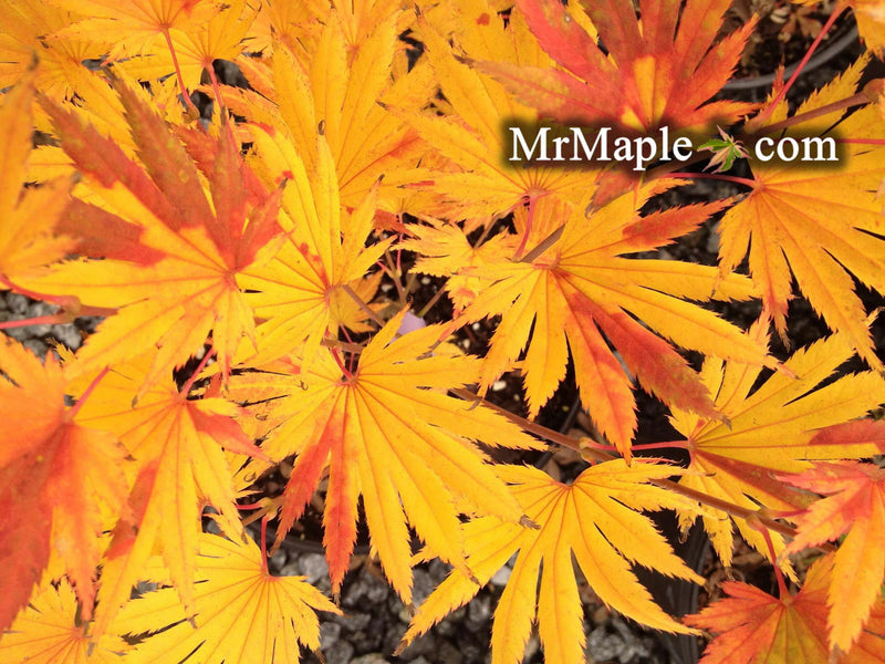 - Acer shirasawanum 'Kalmhout' Full Moon Japanese Maple - Mr Maple │ Buy Japanese Maple Trees