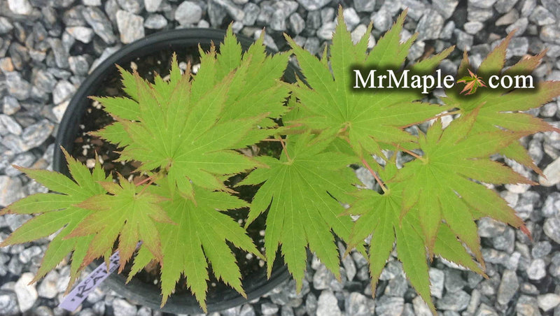 - Acer shirasawanum 'Kalmhout' Full Moon Japanese Maple - Mr Maple │ Buy Japanese Maple Trees