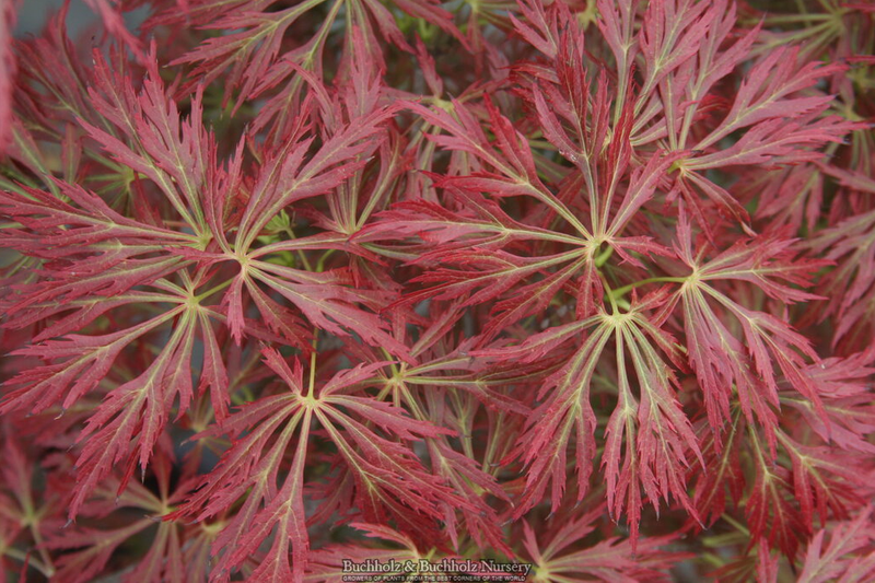 - Acer shirasawanum 'Kawaii' Full Moon Japanese Maple - Mr Maple │ Buy Japanese Maple Trees