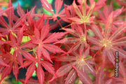 - Acer shirasawanum 'Little Fella' Dwarf Red Japanese Maple Tree - Mr Maple │ Buy Japanese Maple Trees