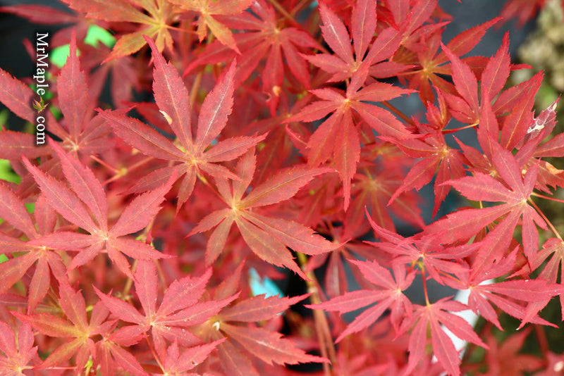 - Acer shirasawanum 'Little Fella' Dwarf Red Japanese Maple Tree - Mr Maple │ Buy Japanese Maple Trees