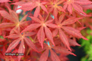 - Acer shirasawanum 'Little Fella' Dwarf Red Japanese Maple Tree - Mr Maple │ Buy Japanese Maple Trees