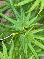 - Acer shirasawanum 'Little Green Stars' Dwarf Full Moon Japanese Maple - Mr Maple │ Buy Japanese Maple Trees