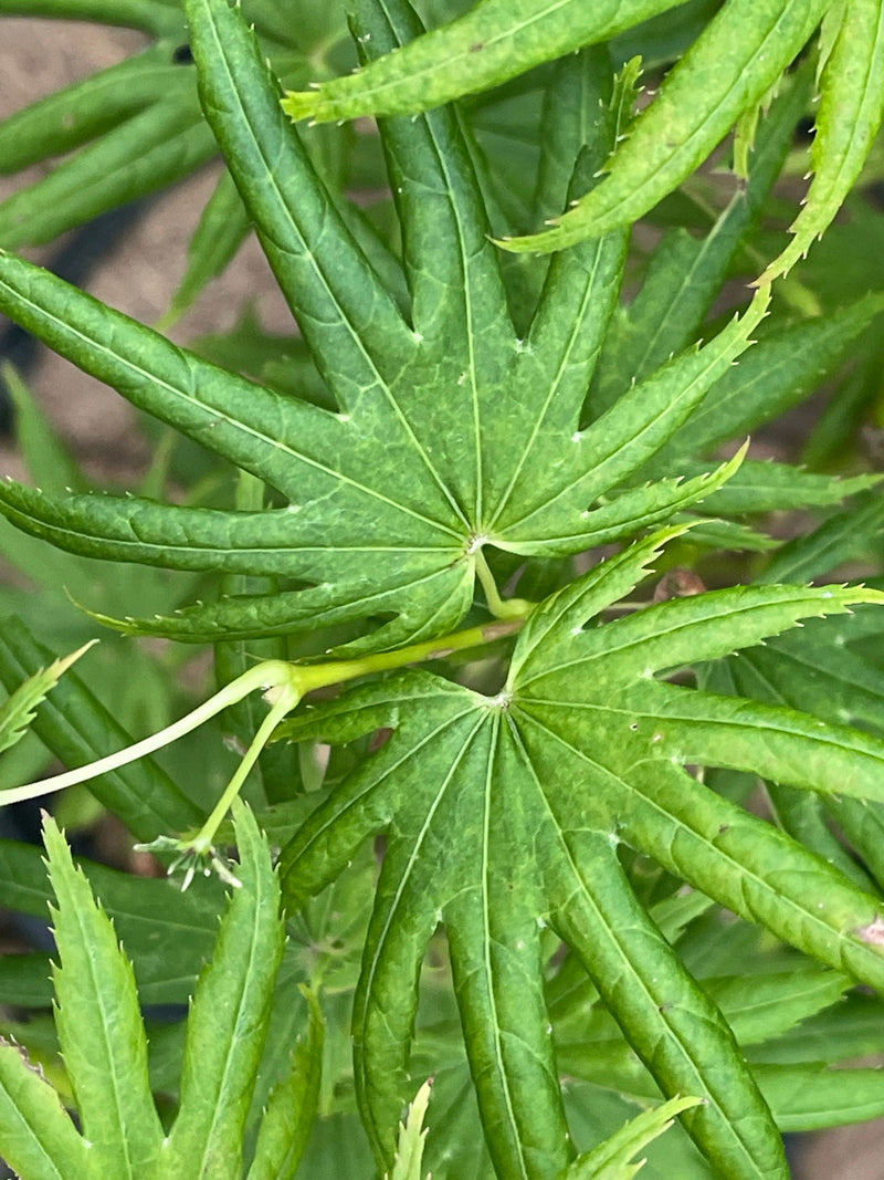 - Acer shirasawanum 'Little Green Stars' Dwarf Full Moon Japanese Maple - Mr Maple │ Buy Japanese Maple Trees