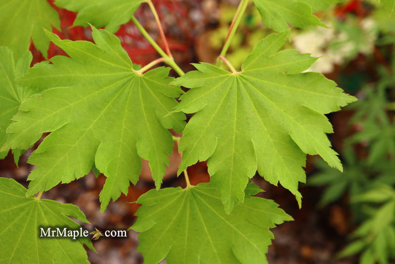 - Acer shirasawanum 'Luna' Full Moon Japanese Maple - Mr Maple │ Buy Japanese Maple Trees