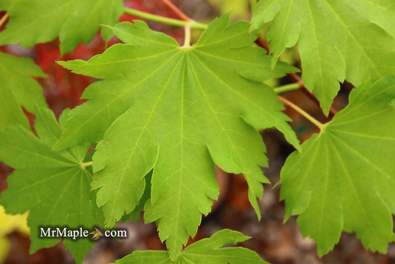 - Acer shirasawanum 'Luna' Full Moon Japanese Maple - Mr Maple │ Buy Japanese Maple Trees