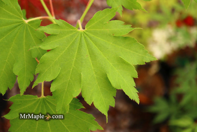 - Acer shirasawanum 'Luna' Full Moon Japanese Maple - Mr Maple │ Buy Japanese Maple Trees