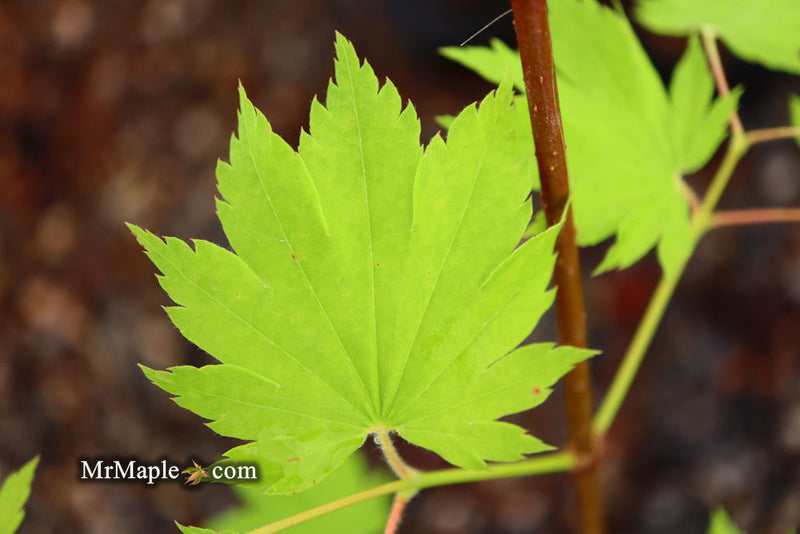 - Acer shirasawanum 'Luna' Full Moon Japanese Maple - Mr Maple │ Buy Japanese Maple Trees