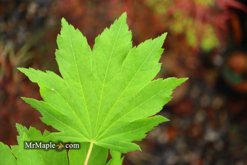 - Acer shirasawanum 'Luna' Full Moon Japanese Maple - Mr Maple │ Buy Japanese Maple Trees